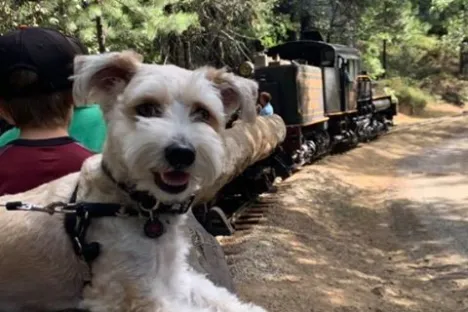 a dog sitting on top of a dirt road