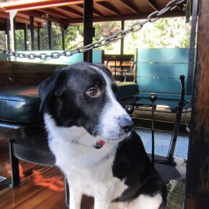 a dog sitting on a chair