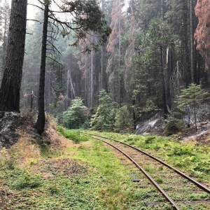 a train traveling down train tracks near a forest
