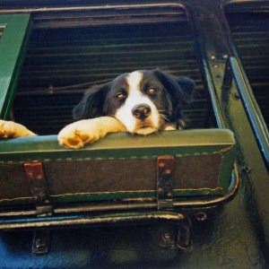 a dog sitting on top of a suitcase