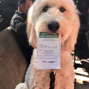 a dog wearing a costume