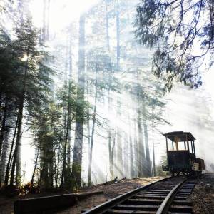 a train traveling down train tracks near a forest