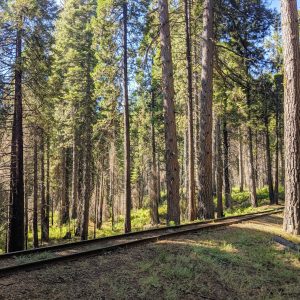 Sierra National Forest